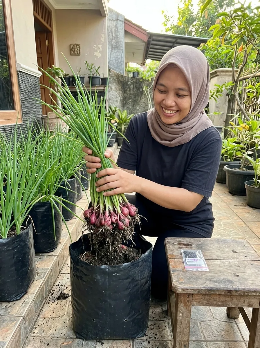 Nggak Punya Lahan Luas? Tetap Bisa Panen Bawang Merah Sendiri dari Teras Rumah
